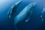 Scuba Diver With Adult Female Humpback Whale Photograph Poster 24X16. Fixed Price $16.99.