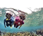 Scubapro Spectra Dry Snorkel. Fixed Price $31.00.